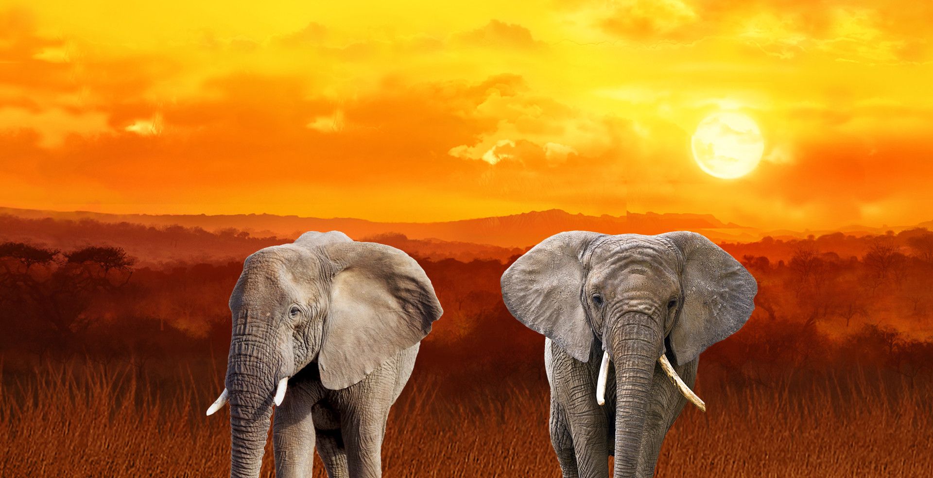 Elephant sunset Stampede slot game animal themed games mrq online slot online mobile casino